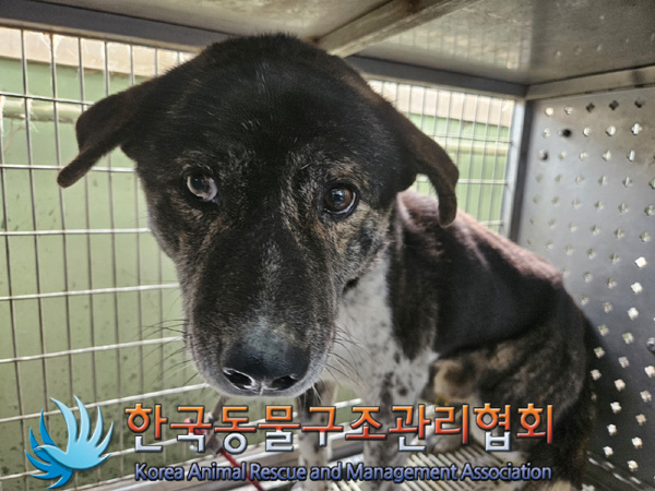 한국동물구조관리협회_441560202500206